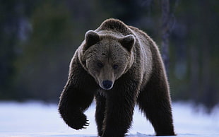 Grizzly bear on white snow HD wallpaper