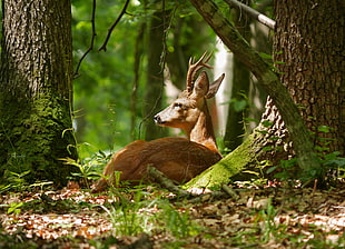 brown deer near tree trunk\, roe deer, capreolus capreolus, transsylvania
