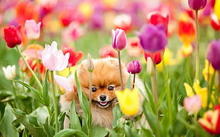 orange Pomeranian puppy on flower field HD wallpaper