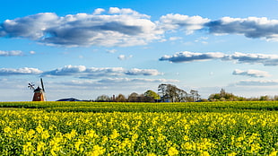 photo of yellow petaled flowers field with windmill tower and green trees during day time, denmark
