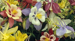 assorted flowers