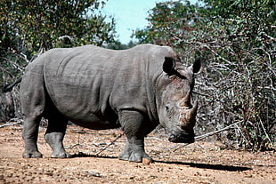 Black rhino on top of brown soil HD wallpaper