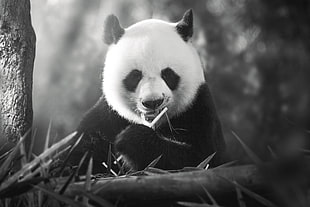 white and black Siberian Husky, animals, panda HD wallpaper