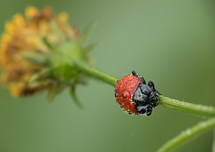 black insect perch on flower