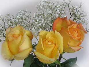 yellow Roses and baby's breath flowers arrangement HD wallpaper