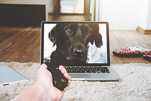 MacBook Pro, animals, electronic, hands, dog HD wallpaper