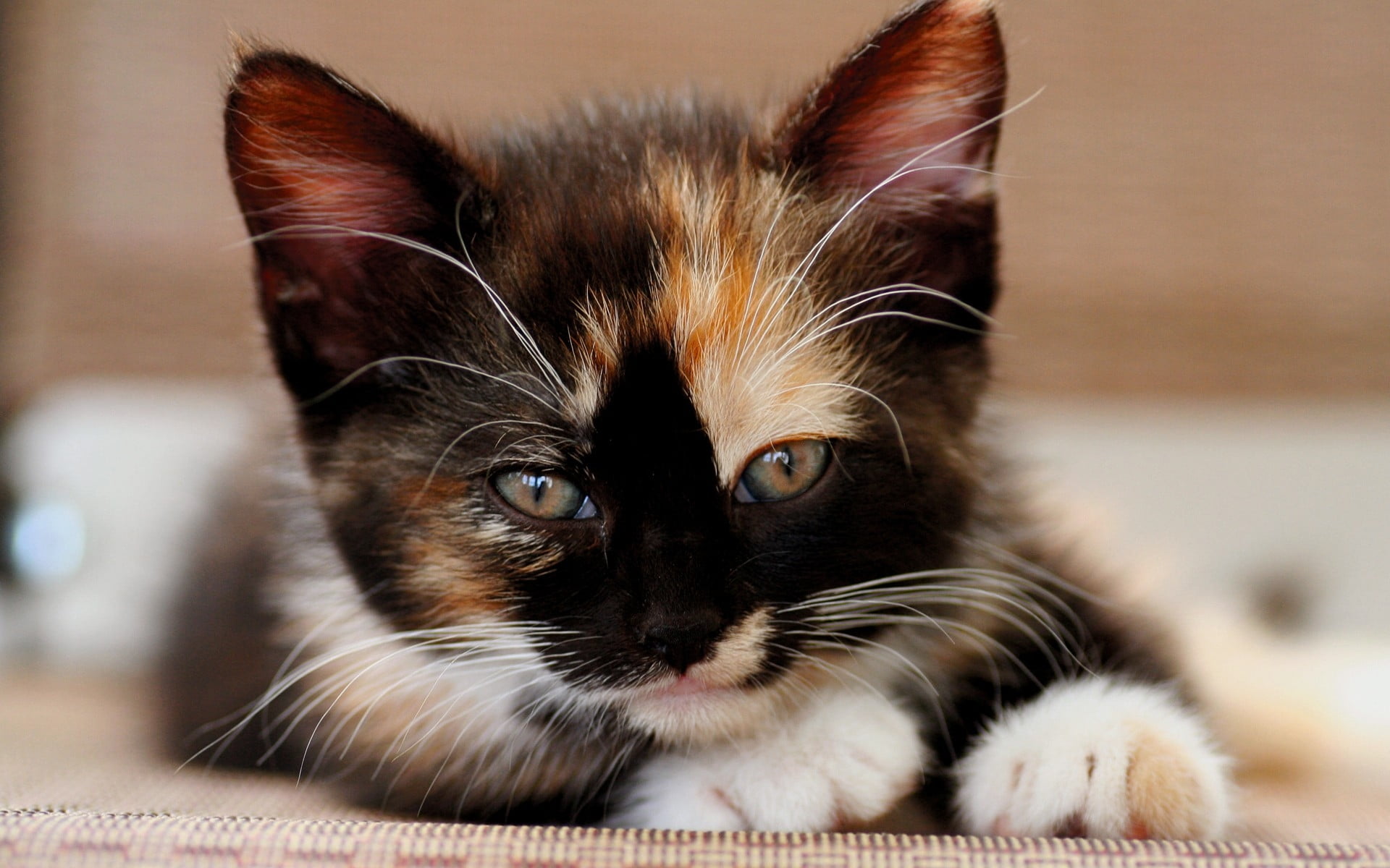 shallow focus photo of black tabby kitten