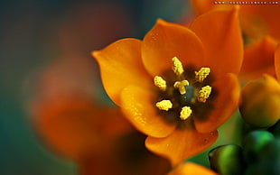 shallow focus photography of orange petal flower