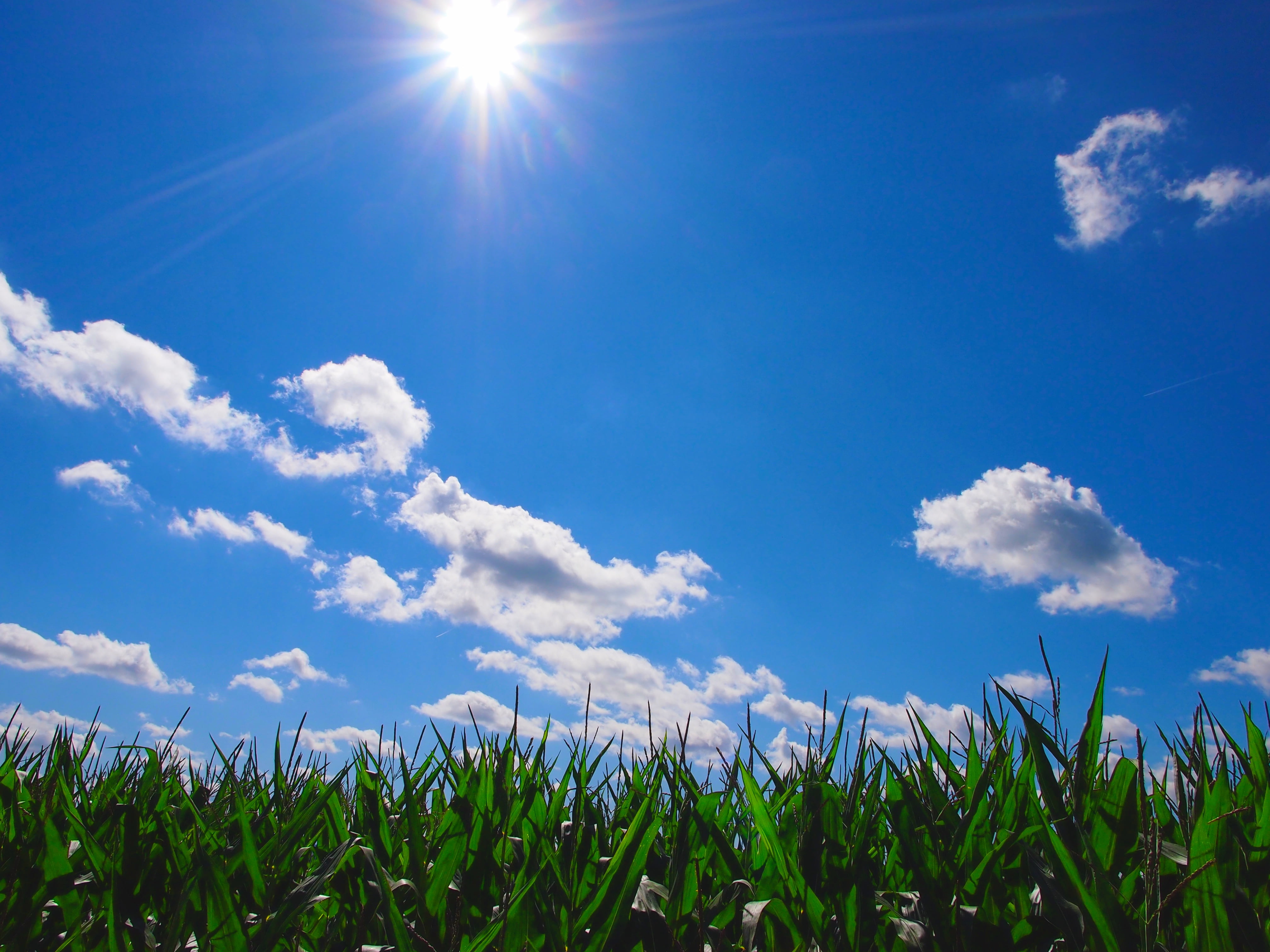 Green grass under blue sky HD wallpaper | Wallpaper Flare