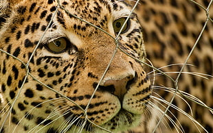 focused photo of cheetah HD wallpaper