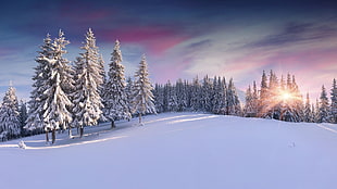 pine trees covered in snow wallpaper, snow, pine trees, sunrise HD wallpaper