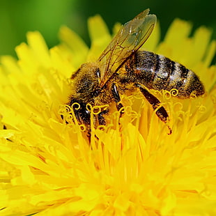 Honey Bee on yellow clustered petaled flower close-up photo