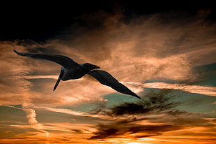 silhouette of bird flying HD wallpaper