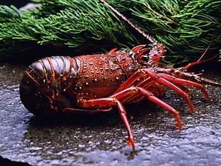 red and black lobster, animals, lobsters, crustaceans HD wallpaper