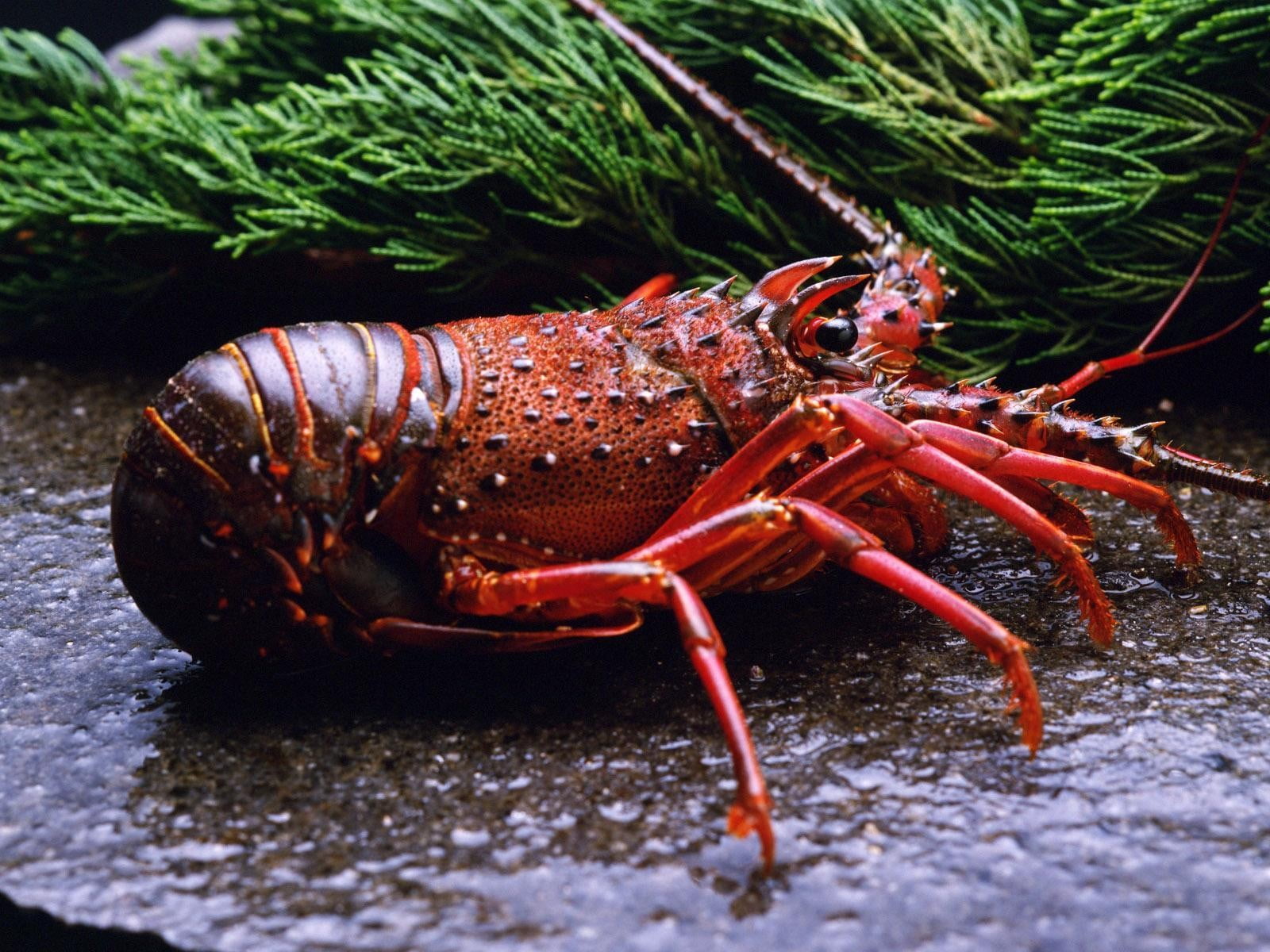 red and black lobster, animals, lobsters, crustaceans