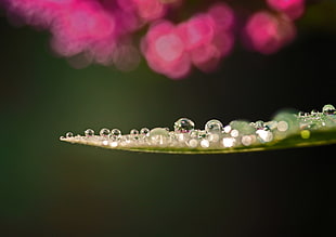 dew drops on green leaf close-up photo
