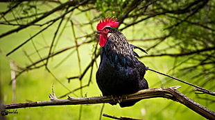 gray and black rooster on brown trunk