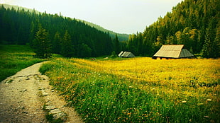 field, house, road, nature