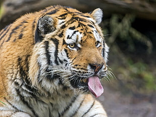 tongue out Tiger photo HD wallpaper
