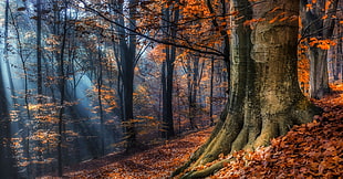 landscape photography of orange leaf trees
