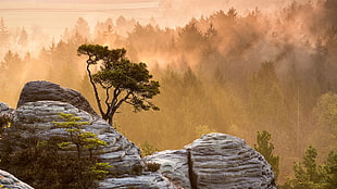gray rock cliff, nature, landscape, mountains, trees