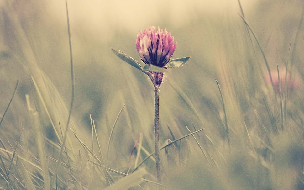 pink flower in selective photo HD wallpaper