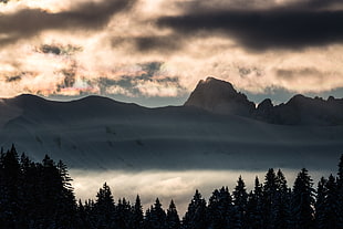 silhouette photo of trees and mountain covered by fogs
