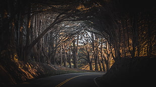photo of road in forest