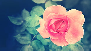 pink rose flower, nature