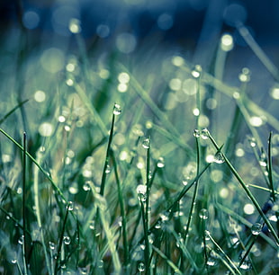 macro shot photography of green grass with water drops HD wallpaper