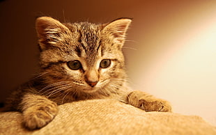 brown Tabby kitten HD wallpaper