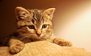 brown Tabby kitten