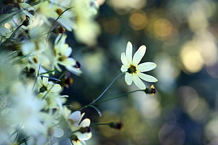 white flower photography HD wallpaper