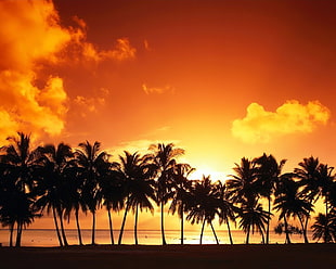 silhouette of coconut trees during golden hour