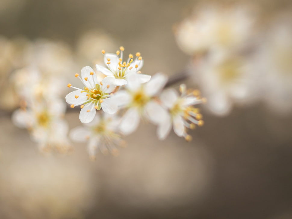 selective focus photo of white Cherry Blossom HD wallpaper