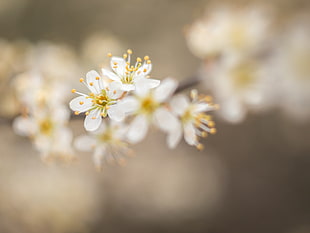selective focus photo of white Cherry Blossom