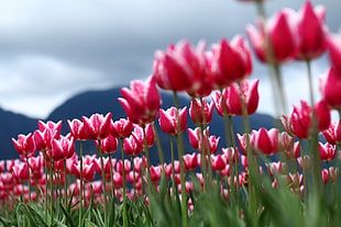 pink Tulip flowers in close up photo, canada