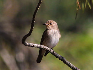 brown and gray robin on gray twig, spotted flycatcher