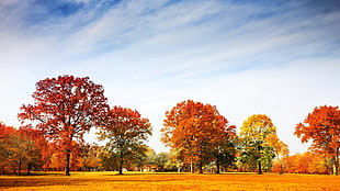 landscape photograph of trees, landscape