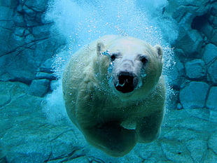 polar bear, bears, animals, nature, polar bears HD wallpaper