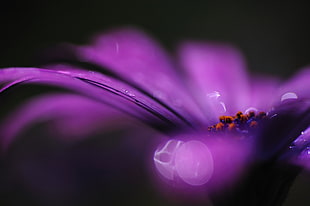 purple petaled flower, flowers, purple flowers