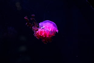 pink jellyfish, Jellyfish, Glow, Phosphorus HD wallpaper