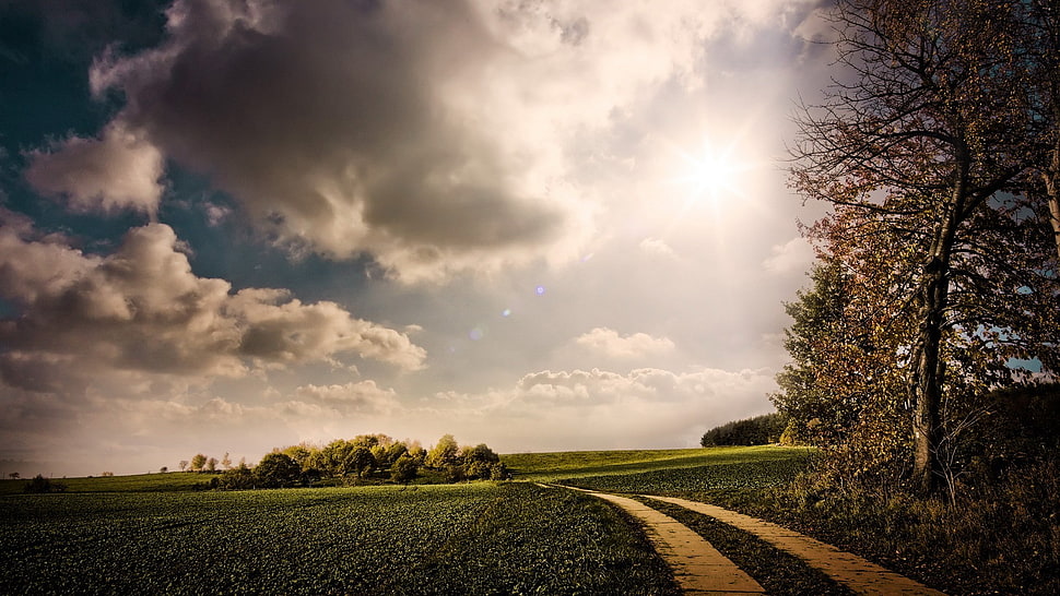bare tree, nature, landscape HD wallpaper