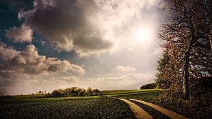 bare tree, nature, landscape