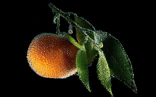 orange fruit photography HD wallpaper