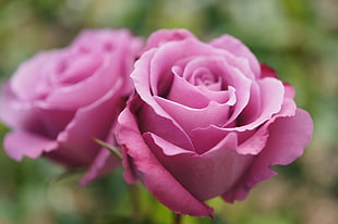 selective focus photography of two pink Roses HD wallpaper