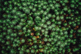 green leaf plants photo HD wallpaper