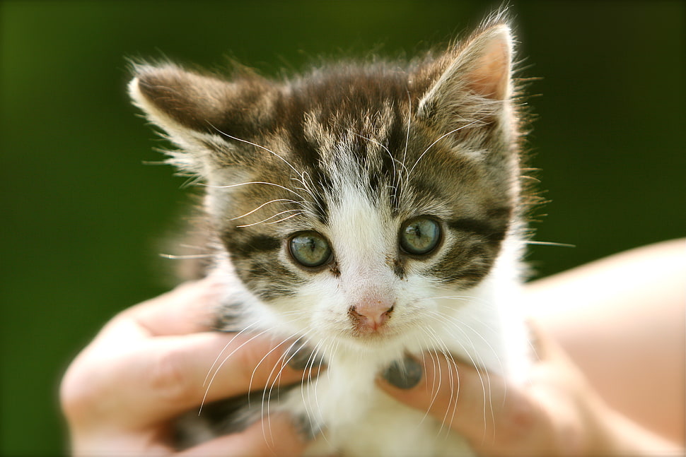 focus photography of grey tabby kitten HD wallpaper