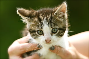 focus photography of grey tabby kitten