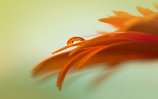 water drop on orange flower petal